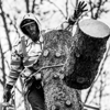 Lefler's Tree Service gallery