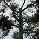 Art-Is-Tree - Arborists