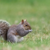 Economy Pest Control & Termites gallery