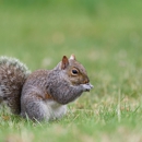 Tri-City Termite & Pest Control - Pest Control Equipment & Supplies