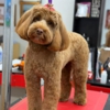 The Dog From Ipanema gallery