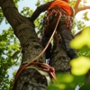 All Stars Tree Solutions gallery