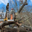 Spartan Tree Elimination - Firewood