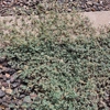 East Valley Weed Control gallery