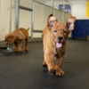 Four Leggers Pet Supplies & Services gallery
