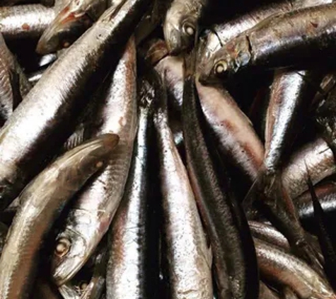Seaford Bait Pty Ltd - Dandenong, VIC