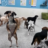 4 Legged Friends Pet Lodging and Daycare gallery