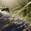 Ace Pest Control gallery