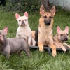 Good Shepherd Training gallery