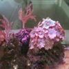 All Seas Aquarium Service gallery