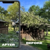 The Tree Guy Services LLC gallery