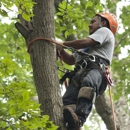 North Raleigh Tree Service - Tree Service