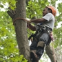 North Raleigh Tree Service
