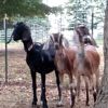 Childs Family Farm gallery