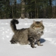 Regal Siberian Cattery