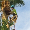 Tree Pros gallery
