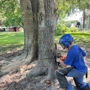 Tree Pros of Florida