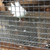 Vermont white dove release gallery