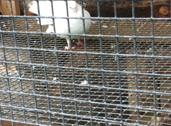 Vermont white dove release - Concord, VT