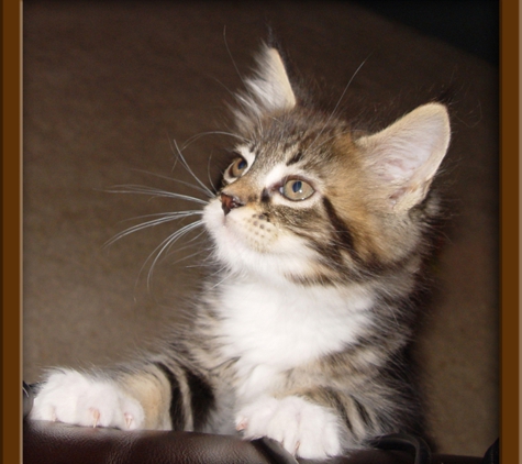 LapCats Cattery - Auburn, KS