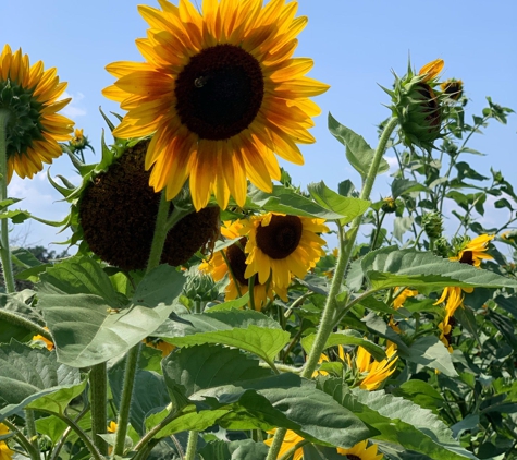 Jones Farm & Country Store - Cornwall, NY