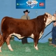 Circle S Farm, Hamms Herefords