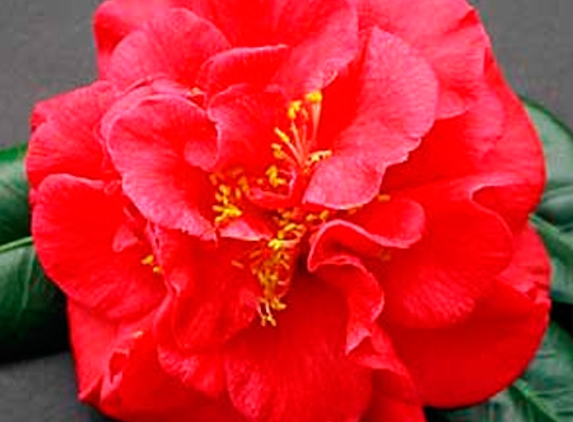 Camellia Grove Nursery - Glenorie, NSW