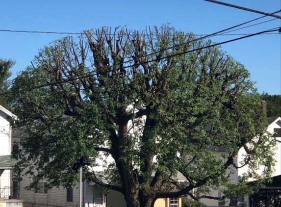 Fields Tree Service - Uniontown, PA