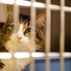 Hog Mountain Animal Hospital gallery