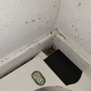 Rocky Mountain Bed Bug