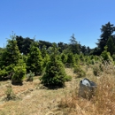 Garlock Tree Farm - Christmas Trees