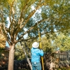 Tree Scouts Tree Service Georgetown gallery