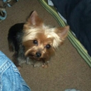 Pet Grooming by Amy - Pet Grooming