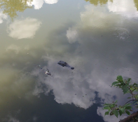 Cajun Country Swamp Tours - breaux bridge, LA