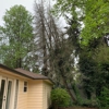 503 Tree Service gallery