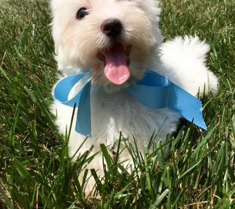 Happy Tail Pups - Summerfield, NC