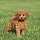 GlenEden Labradoodles