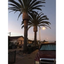 Palm Tree Trimming & Removal - Tree Service