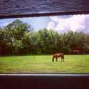 Premier's Riding School - Horse Training
