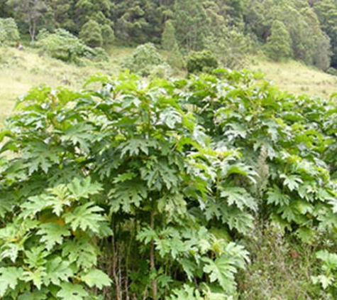 Far North Coast Weeds - Monaltrie, NSW