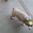 The Paw-Ber Shoppe - Pet Grooming