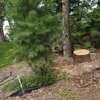 TLC Tree Service gallery