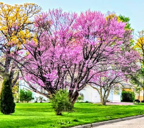 Columbus Downtown Development Corporation - Columbus, WI. Redbud Tree, Cercis Canadensis Columbus Wisconsin Strain