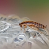 Ramco Pest Control gallery