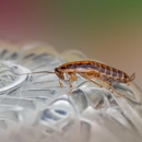 Ramco Pest Control - Pest Control Equipment & Supplies
