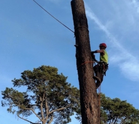 Big Tree - Cambria, CA. Tree Removal