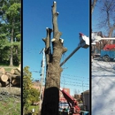 Meca Tree Service - Tree Service