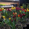 Golden Meadows Landscaping gallery