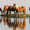 Chincoteague.com gallery