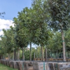 Moon Valley Nurseries gallery